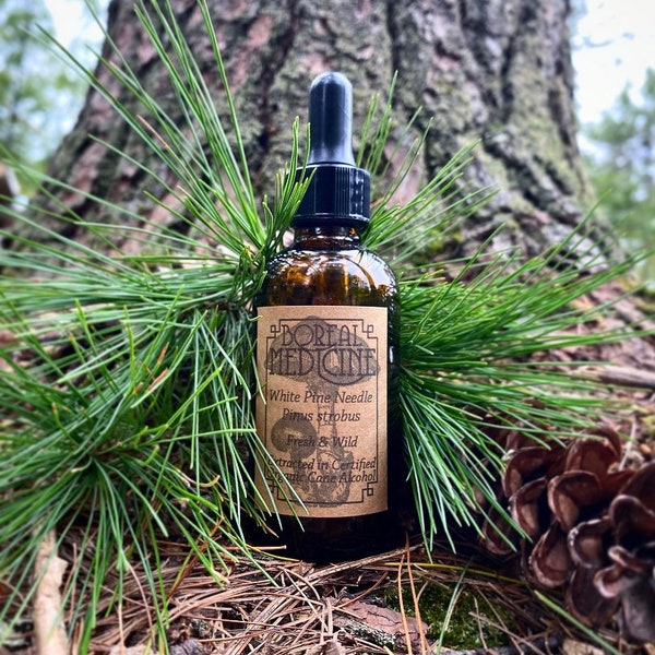 White Pine Needle Tincture • Organic, Wild & Fresh