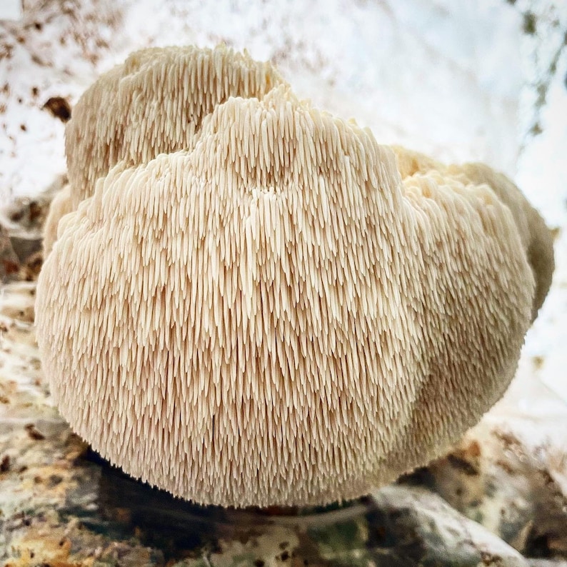 May include: A close-up of a large, white, mushroom-like fungus with a spiky, textured surface. The fungus is growing on a tree trunk.