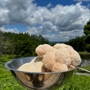 May include: A large, white, lion's mane mushroom sits in a stainless steel bowl. The bowl is on a wooden post with green grass in the background.