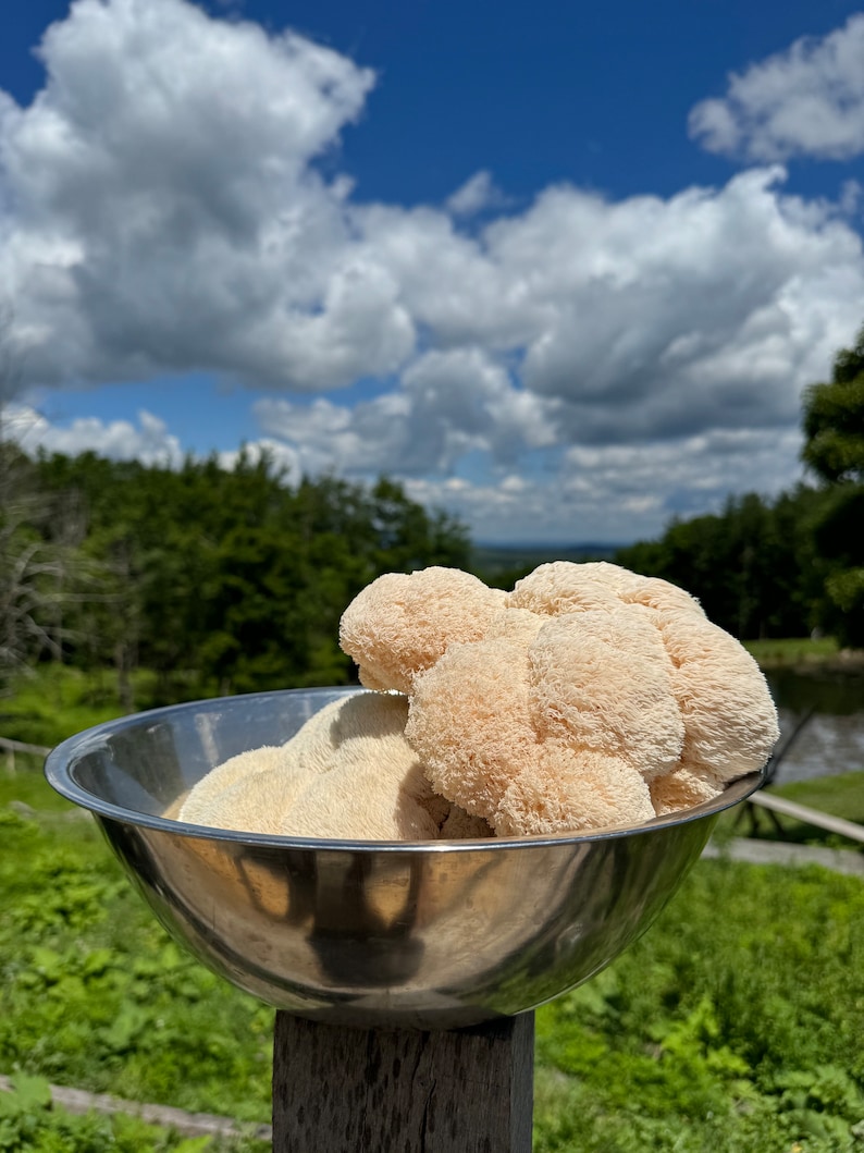May include: A large, white, lion's mane mushroom sits in a stainless steel bowl. The bowl is on a wooden post with green grass in the background.
