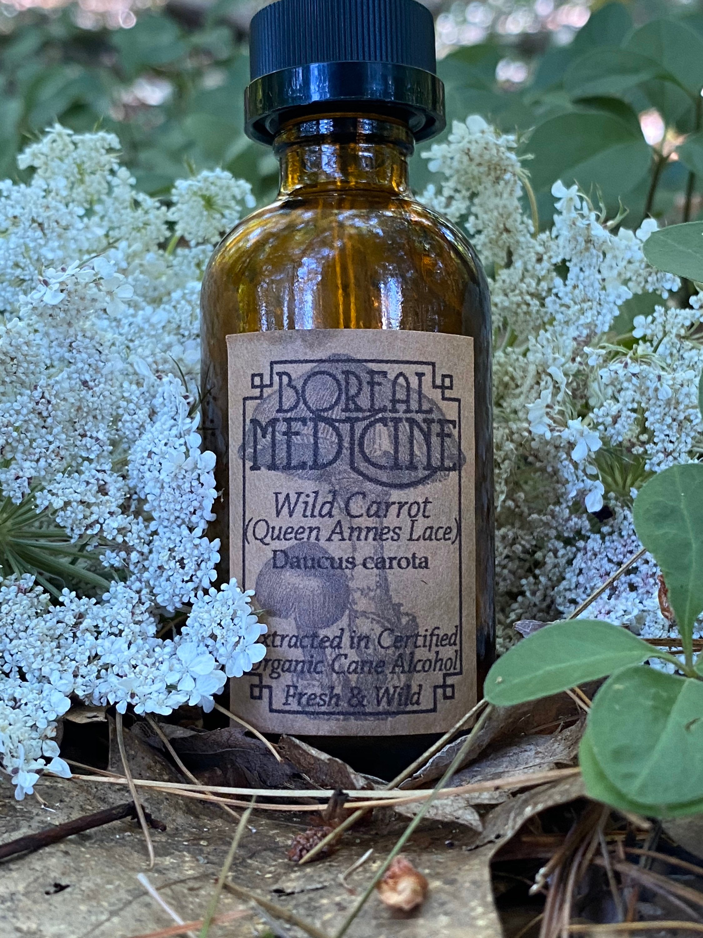 Queen Anne’s Lace ~ Wild Carrot Tincture • Wild & Organic