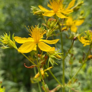 Puede incluir: Primer plano de flores amarillas de hierba de San Juan en flor. Las flores tienen cinco p&eacute;talos y est&aacute;n agrupadas en un tallo verde.