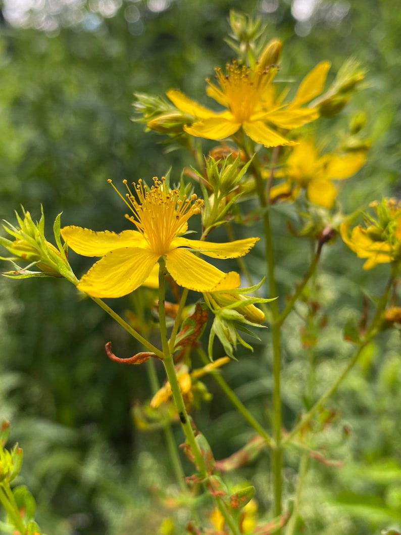 Puede incluir: Primer plano de flores amarillas de hierba de San Juan en flor. Las flores tienen cinco p&eacute;talos y est&aacute;n agrupadas en un tallo verde.
