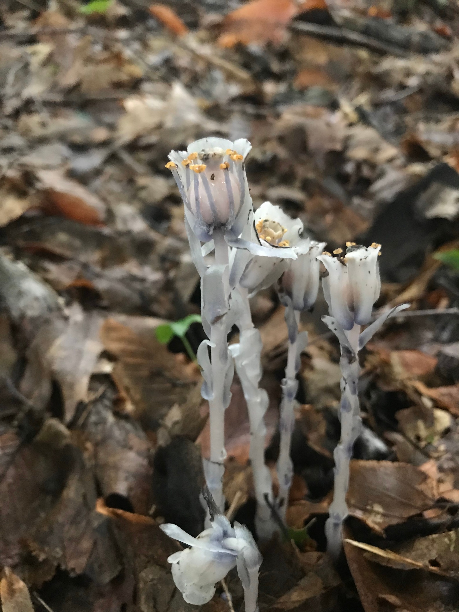 Indian Pipe Ghost Plant Tincture Wild Fresh & Extracted Etsy