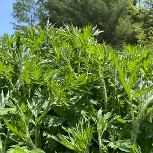 May include: A close-up view of a patch of green leafy plants growing in a field. The plants have long, thin stems and delicate, fern-like leaves. The background is a blurred image of a forest.