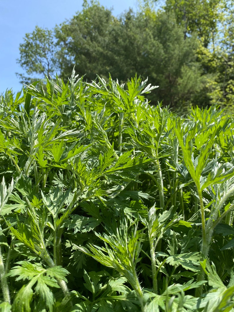 May include: A close-up view of a patch of green leafy plants growing in a field. The plants have long, thin stems and delicate, fern-like leaves. The background is a blurred image of a forest.