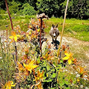 Puede incluir: Un burro gris se encuentra en un campo, mirando hacia la c&aacute;mara. El burro est&aacute; rodeado de hierba verde y flores silvestres amarillas.