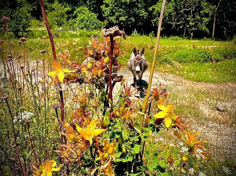 Puede incluir: Un burro gris se encuentra en un campo, mirando hacia la c&aacute;mara. El burro est&aacute; rodeado de hierba verde y flores silvestres amarillas.