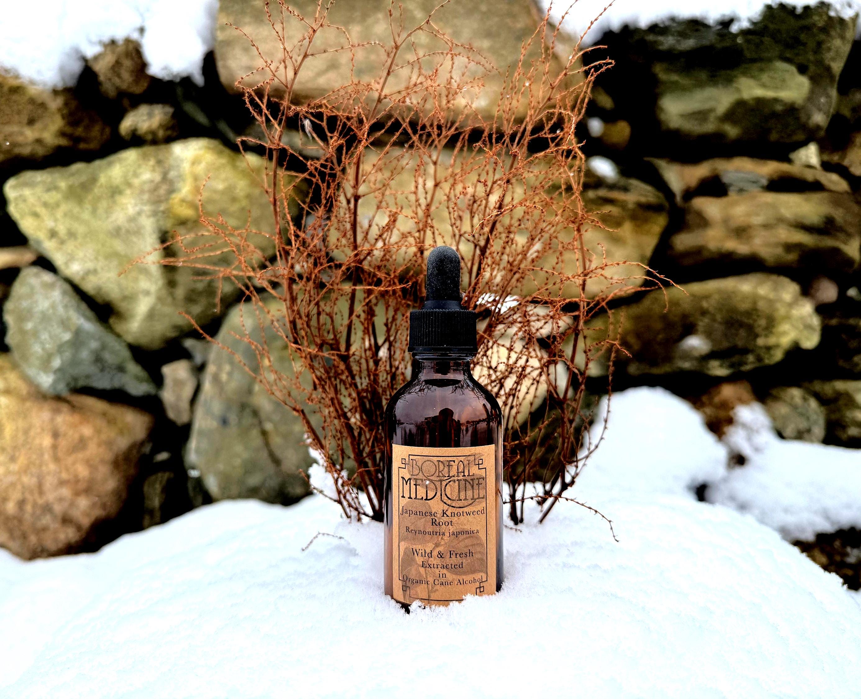 Japanese Knotweed Tincture • Organic, Wild & Fresh - Etsy
