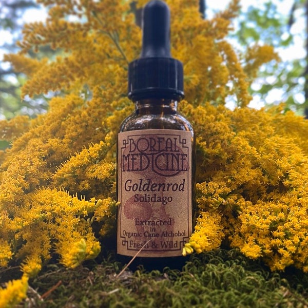Goldenrod Tincture • Organic, Wild & Fresh