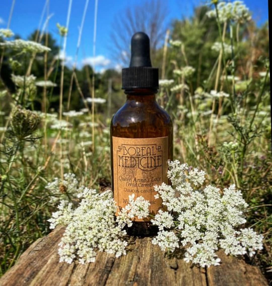 Queen Annes Lace Tincture wild Carrot Organic, Wild & Fresh Etsy