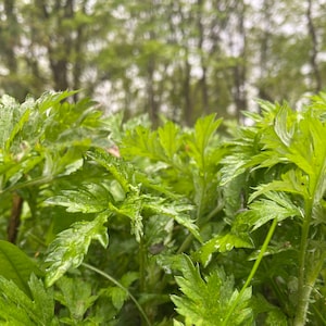 May include: A close-up of lush green foliage with a blurred background of trees. The leaves are textured and appear to be wet from recent rain.