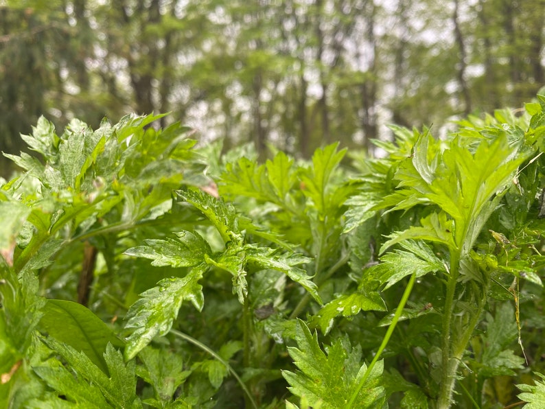May include: A close-up of lush green foliage with a blurred background of trees. The leaves are textured and appear to be wet from recent rain.
