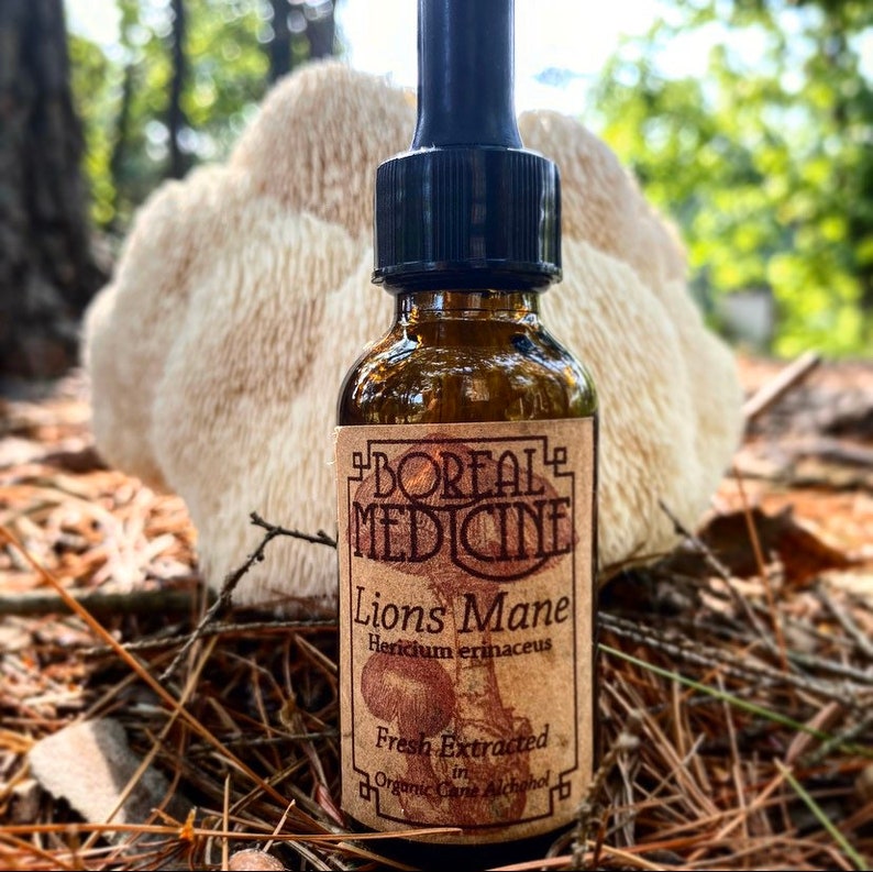May include: A brown glass bottle with a dropper top and a label that reads "Boreal Medicine Lions Mane Hericium erinaceus Fresh Extracted in Organic Cane Alcohol". The bottle is sitting on a bed of brown pine needles and a large white mushroom.
