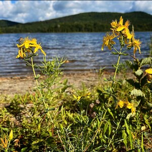 Puede incluir: Flores silvestres amarillas con tallos y hojas verdes que crecen cerca de un lago con una cordillera en el fondo.