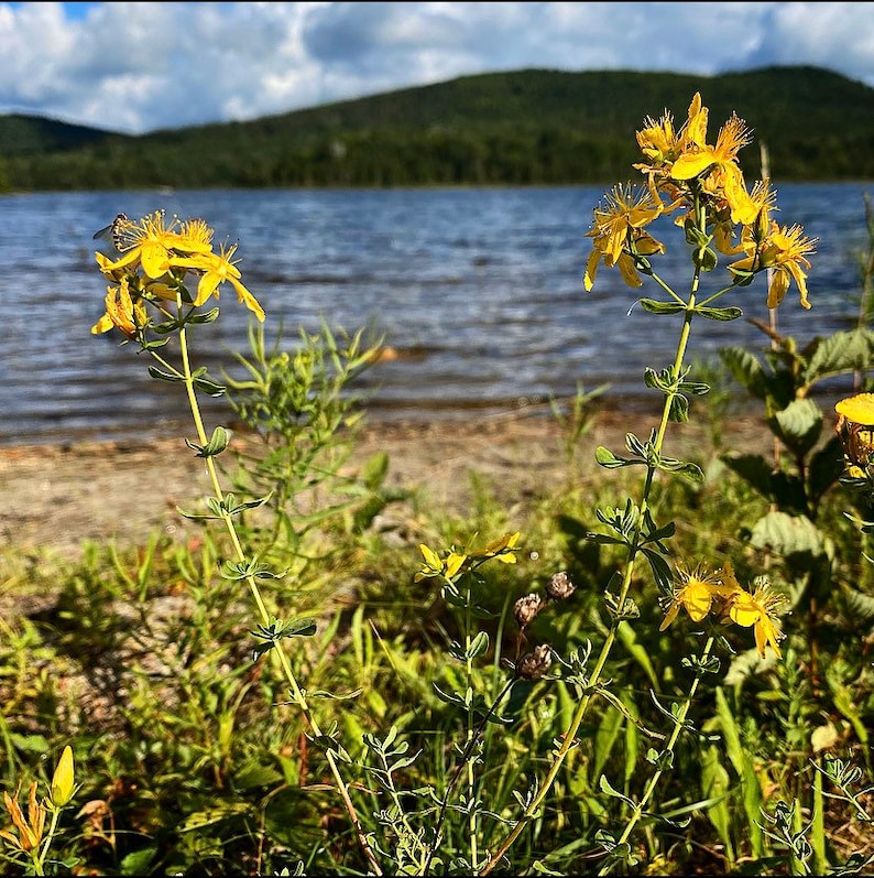 Puede incluir: Flores silvestres amarillas con tallos y hojas verdes que crecen cerca de un lago con una cordillera en el fondo.