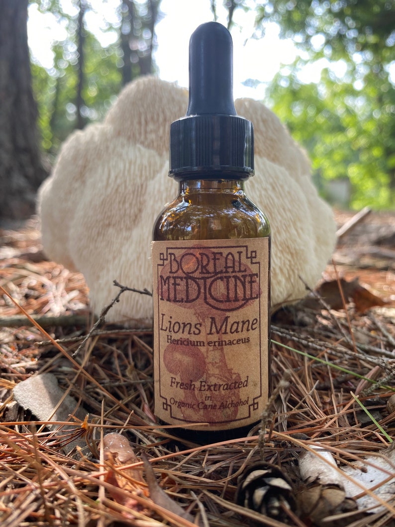 5 Medicinal Mushroom Tincture Chaga Reishi Lions Mane Etsy