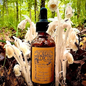 Ghost Pipe Tincture  • Organic, Wild & Fresh