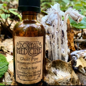 Ghost Pipe Tincture  • Organic, Wild & Fresh *