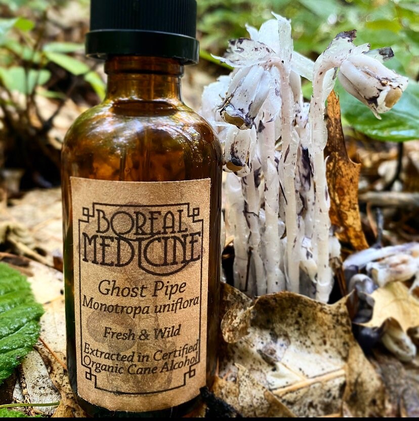 Indian Pipe (Ghost Plant) Tincture • Wild, Fresh & Extracted in Certi…