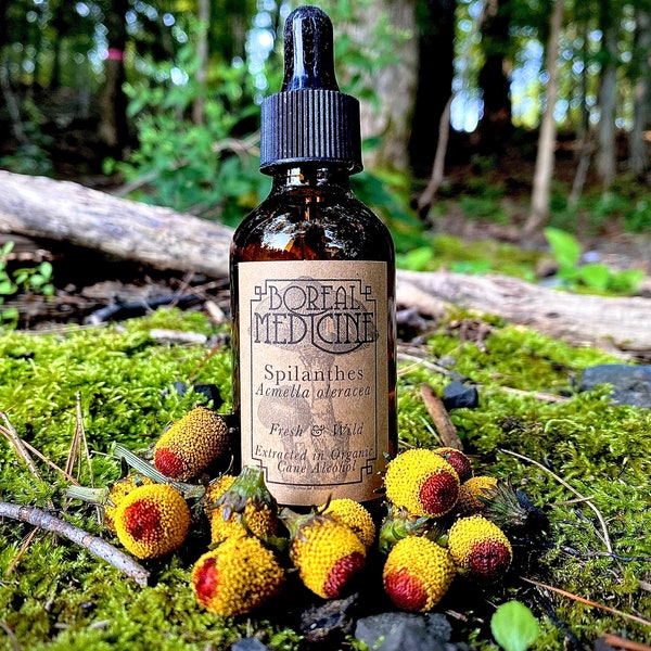 Spilanthes Tincture (Toothache Plant) | Organic & Fresh