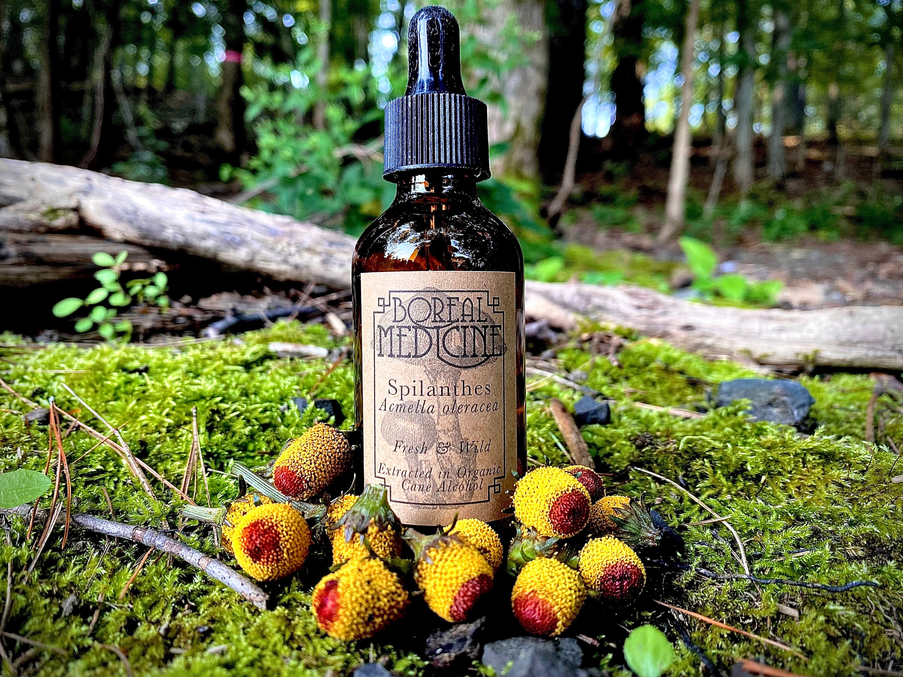 Spilanthes Tincture (Toothache Plant) Organic & Fresh