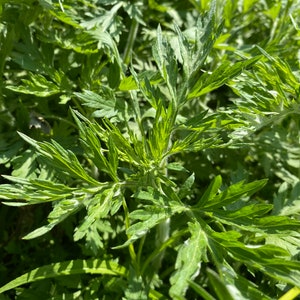 May include: Close-up of a cluster of green leafy plants with a feathery texture. The leaves are arranged in a radial pattern, creating a natural, organic design.
