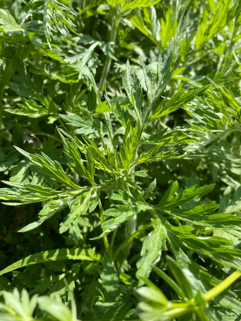 May include: Close-up of a cluster of green leafy plants with a feathery texture. The leaves are arranged in a radial pattern, creating a natural, organic design.