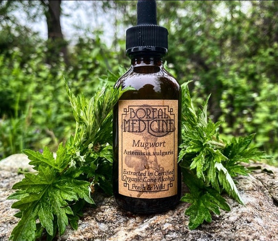 Mugwort Tincture • Organic, Wild & Fresh