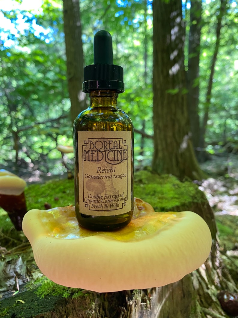 Reishi Mushroom Tincture Double Extracted Wild & Organic Etsy