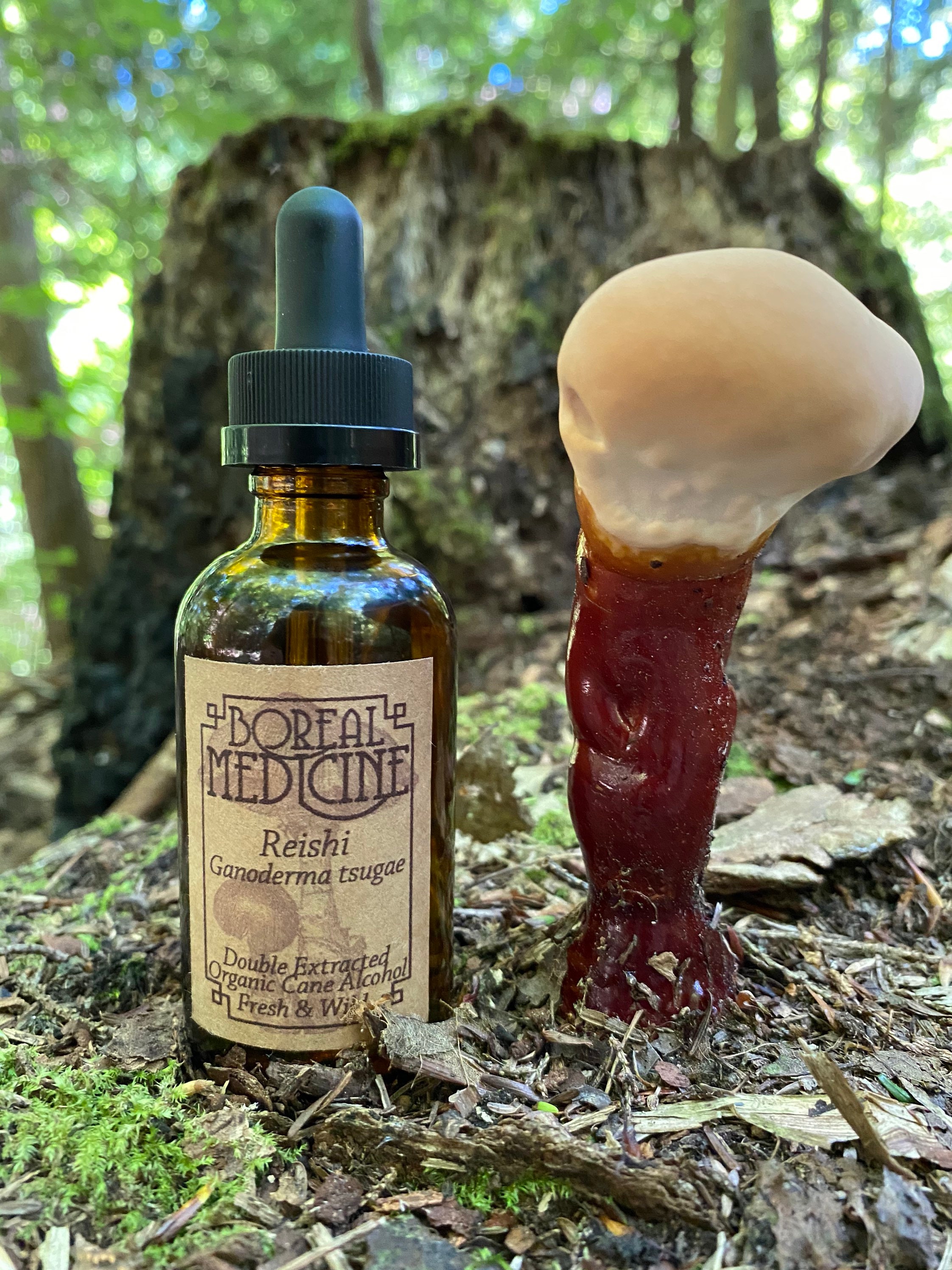 Reishi Mushroom Tincture Double Extracted Wild & Organic Etsy