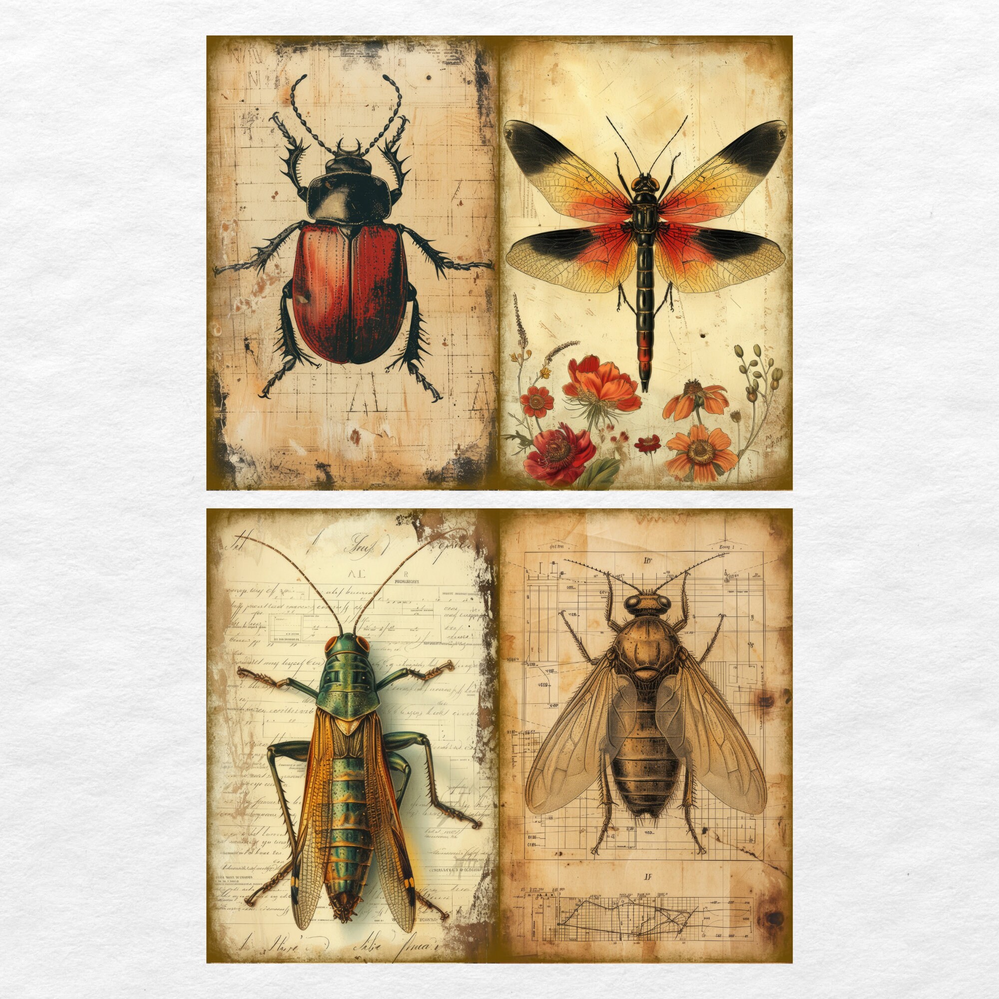 Journal Insect Stickers Insects Butterflies Junk Journal Ephemera Entomology Insect Butterfly ...