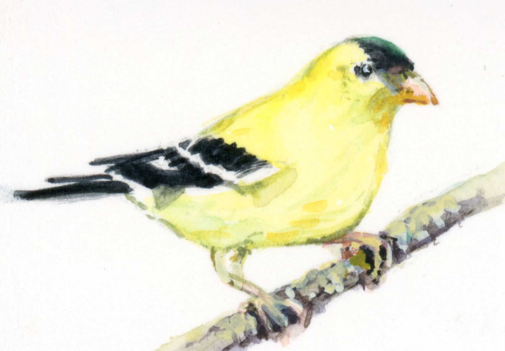 Goldfinch-original Miniature Watercolor Painting - Etsy