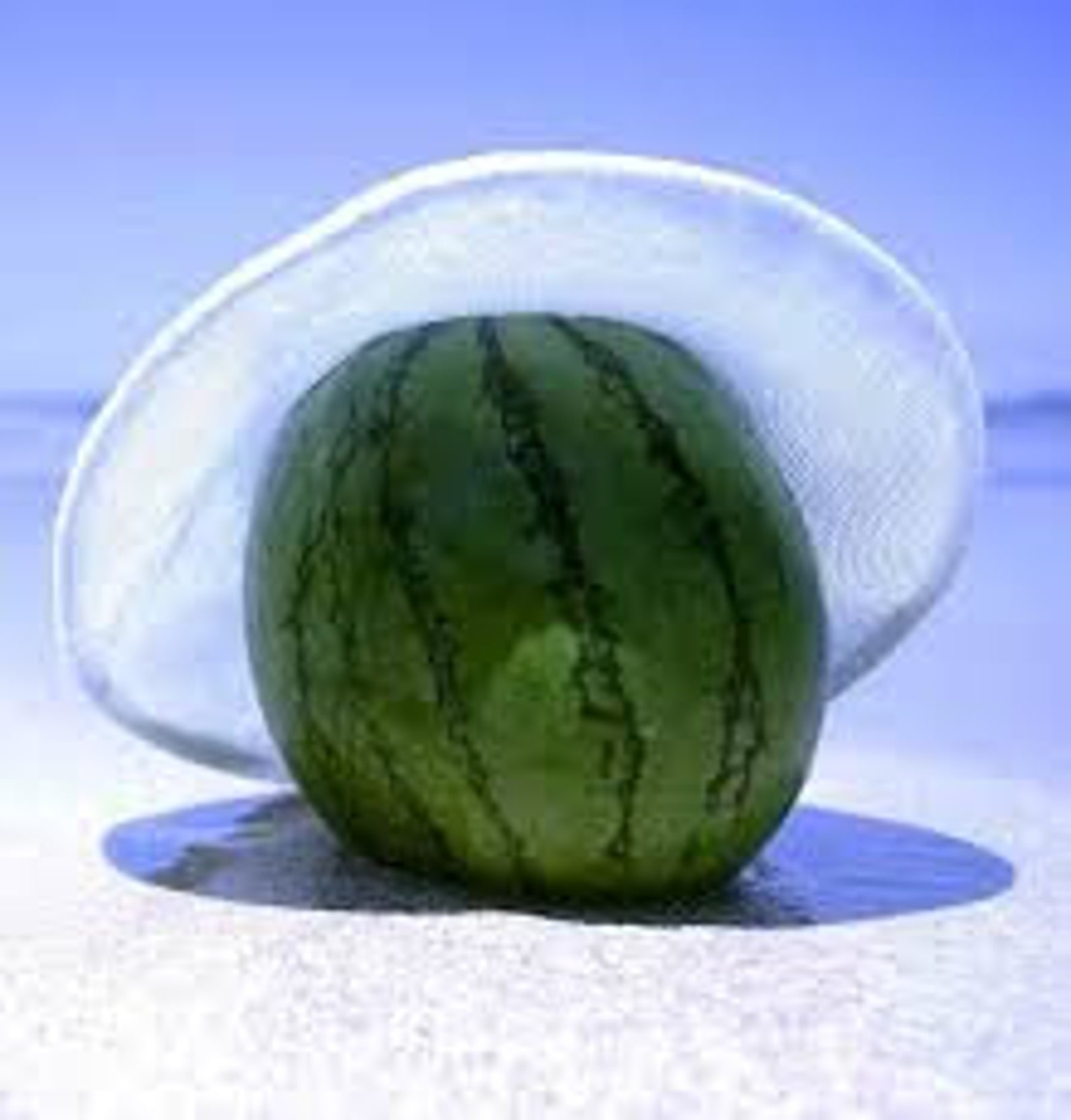 NON GMO Greek Watermelon Seeds the Famous Round Greek Melon Etsy