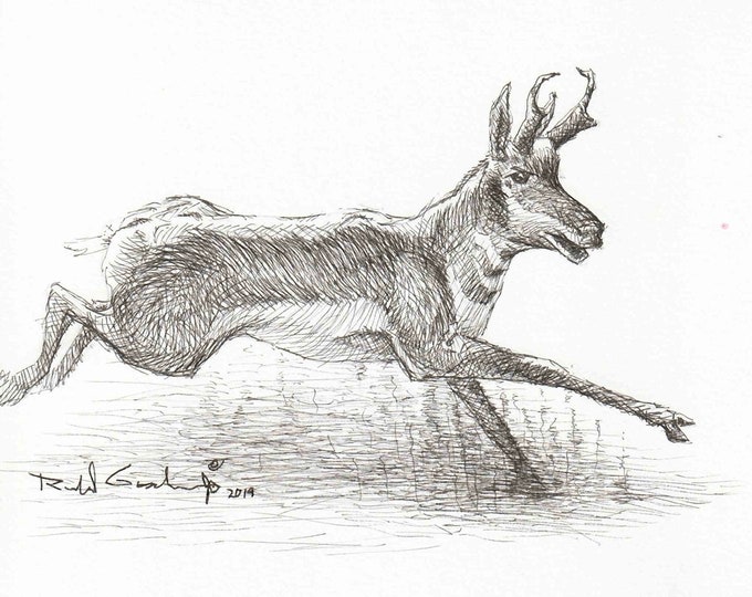Pronghorn Antelope Art Drawing, Great Plains Wildlife Sketch, Decoration for Hunting Camp Cabin Lodge, Gift for Hunter and Antelope Hunter