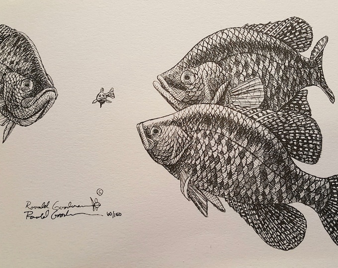 Crappie Wildlife Fish Georgia Made Art Perch Bluegill Bream Speckled Speck Drawing Sac-a-lait Speckled Speck Perch Art-Work Print Gift