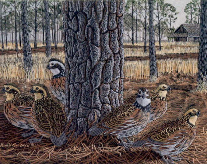 Wildlife Art, Bobwhite Quail Painting Print, Upland Game Bird Hunting Drawing, South Georgia Hunting Scene Artwork, Gift for Wing Shooter