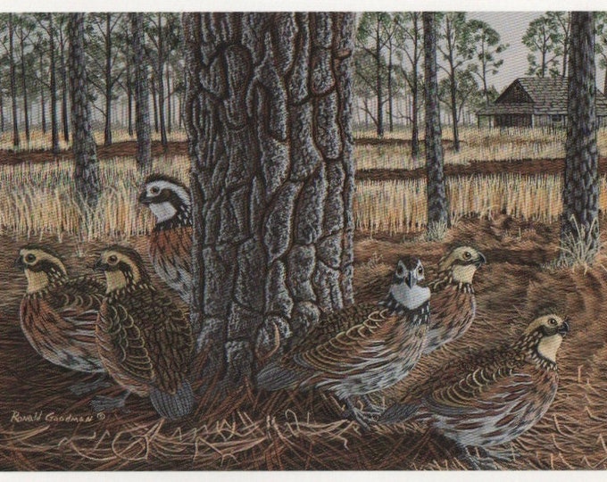 Assorted wildlife bird note cards, Bob White Quail, Gift for a bird hunter, Hunting art, Bird themed stationary, Bird Art, Upland bird art