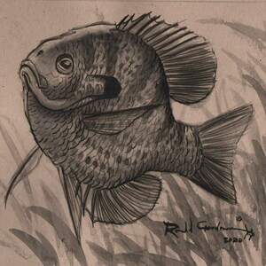Pez sol, dibujo original a tinta, dibujo de pez salvaje, regalo para pescador, arte de vida silvestre, arte de pesca, arte de pescador, arte de cabaña rústica, pez panfish