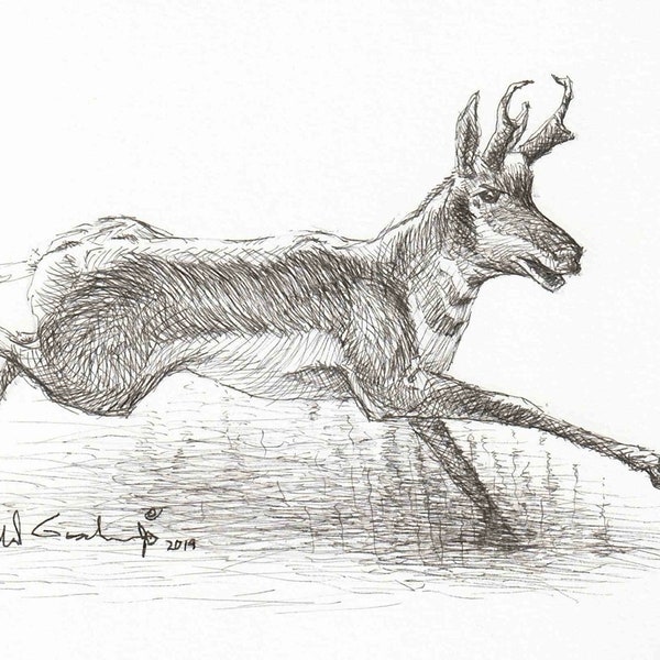 Pronghorn Antelope Art Drawing, Great Plains Wildlife Sketch, Decoration for Hunting Camp Cabin Lodge, Gift for Hunter and Antelope Hunter