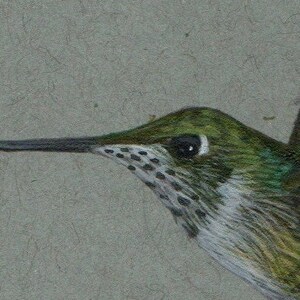 Ruby throated hummingbird Art, ruby throated hummer painting, miniature Art of a bird, miniature Art of a hummingbird, bird lover Art, birdwatcher gift, birdwatcher present, drawing of a hummingbird, sketch of a hummingbird, hummingbird enthusiast