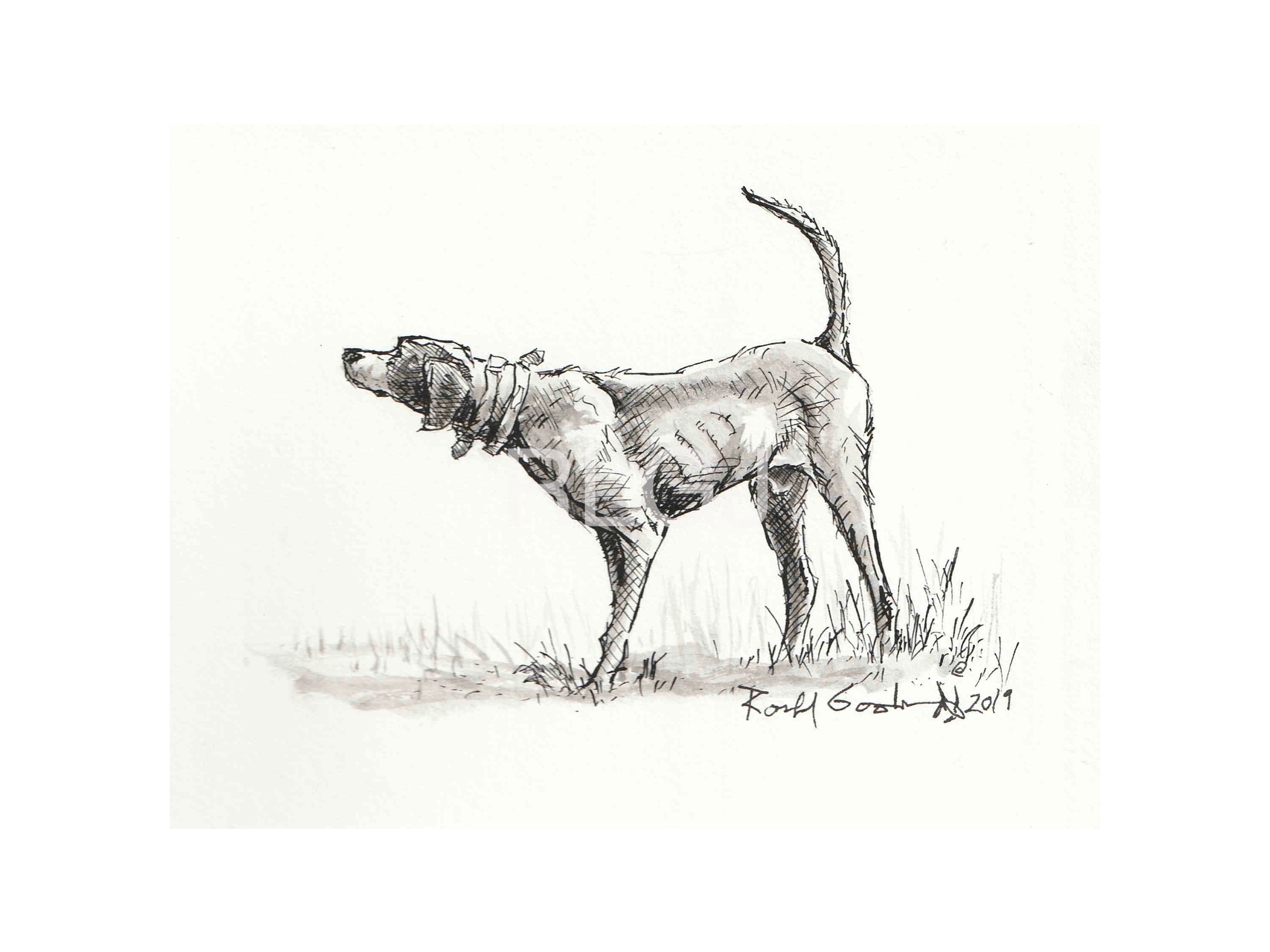 Bird Dog Art, Quail Hunter Gift, Bodwhite Art, Wildlife Art, Hunting Art  Print, Pointing Dog Art, Wing Shooting Art, Bird Hunting Art