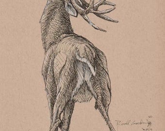 Whitetail Buck-Licking Branch, Limited Edition Signed and Numbered Print, Sketch of Deer,Wildlife Art, Art For Hunting Lodge, Deer Hunting