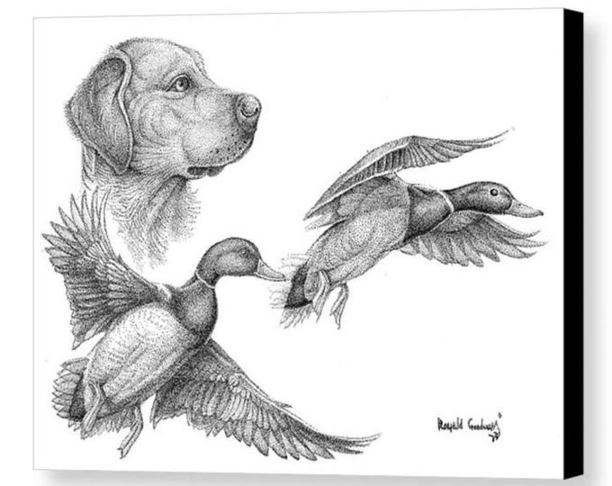 Lab and Mallard Drakes 16”x12” Stretched Canvas Reproduction Print, Duck Hunter Gift, Waterfowl Art, Wildlife Art, Hunting Dog Art, Giclee