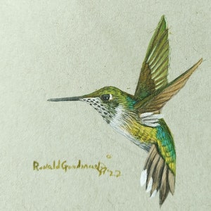 Georgia Art, Georgia Made Art, hummingbird Art on Etsy, bird art on Etsy, Ronald Goodman Art, Fitzgerald Georgia artist, Fitzgerald ga, Hummer art prints drawings painting sketch, bird watcher gift, birding gift, birder gift, house warming gift