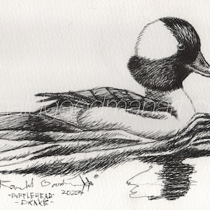 Dibujo a pluma y tinta de un pato buceador, impresión artística de aves acuáticas, pintura de patos buceadores, arte de caza, arte de vida silvestre, regalo para un cazador de aves acuáticas