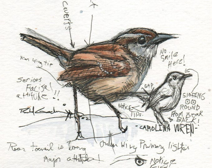 Original Wildlife Art, Artist Sketches, Bird Art, Journal Art, Carolina Wren Drawing Color Washed Ink Sketckes, Birder Gift, Birding Journal
