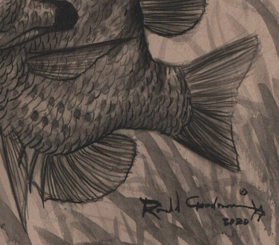 Fish Wildlife Bluegill Bream Perch Original Art, Fisherman Fishing Buddy  Friend Him Her Gift, Stumpknocker Red Belly Crappie Art Drawing 