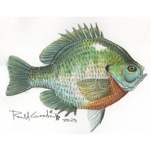 Fish Art, Ronald Goodman Art, Bluegill, Bream, Perch Print, Fishing Art, Fisherman Gift, Cabin Decoration, Birthday Gift for Angler, Fishing