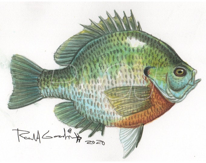 Fish Art, Ronald Goodman Art, Bluegill, Bream, Perch Print, Fishing Art, Fisherman Gift, Cabin Decoration, Birthday Gift for Angler, Fishing